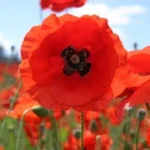 Red Poppies