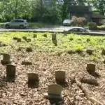 pet cemetery cleaning 1