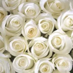silk wihite roses